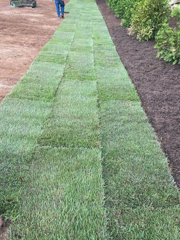 Sod laid alongside a landscaped walkway